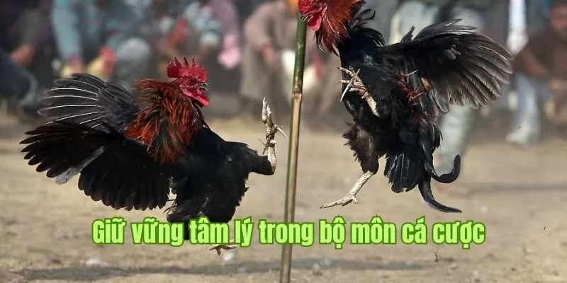 Đá Gà Good88 – Chuyên Mục Hấp Dẫn Đa Dạng Người Tham Gia